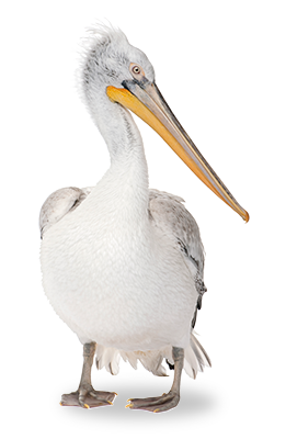Sanibel Captiva Island Pelican